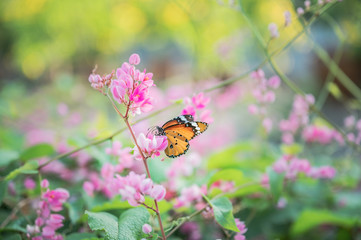 Closeup monarch butterfly on flower n blurred yellow sunny background with copy space.