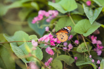 Closeup monarch butterfly on flower n blurred yellow sunny background with Copy space.