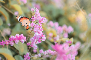 Closeup monarch butterfly on flower n blurred yellow sunny background with Copy space.