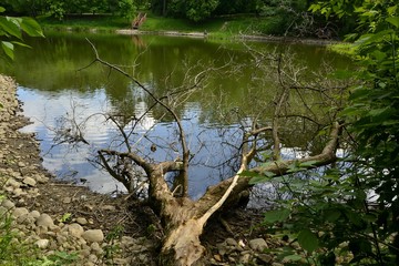The tree fell into the lake