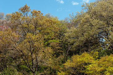 木々と青空