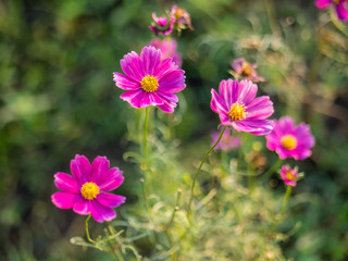 Obraz premium Cosmos flower