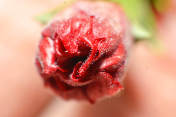 red rose buds that will bloom tomorrow