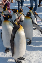 Fototapeta premium Penguin walking parade show on snow