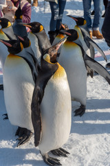 Penguin walking parade show on snow