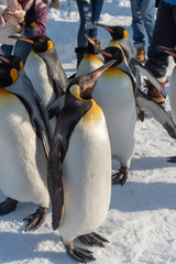 Penguin walking parade show on snow