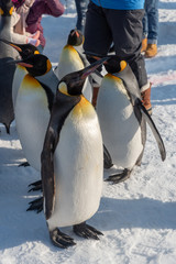 Penguin walking parade show on snow