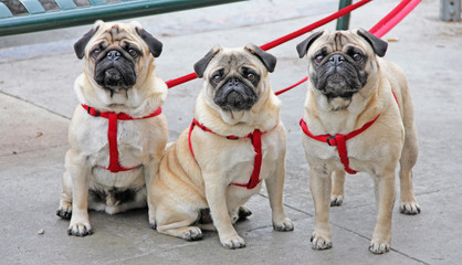 Three pugs with matching leashes