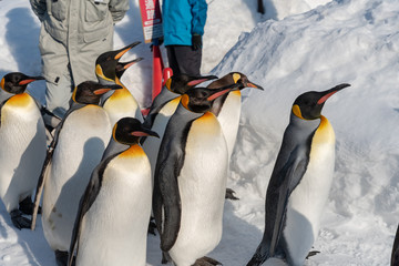 King Penguin walk for exercise