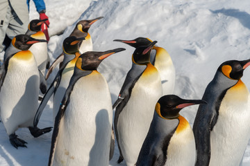 Fototapeta premium King Penguin walk for exercise