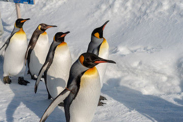 Obraz premium King Penguin walk for exercise