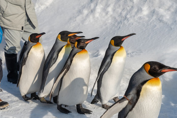 King Penguin walk for exercise