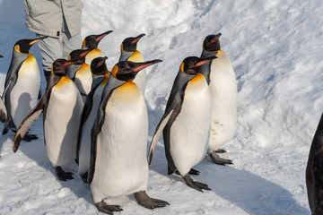 Obraz premium King Penguin walk for exercise