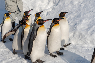 Fototapeta premium King Penguin walk for exercise