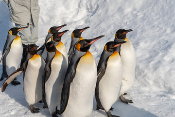 King Penguin walk for exercise