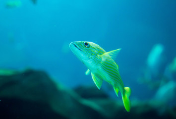 Obraz na płótnie Canvas Small yellow striped fish in aquarium