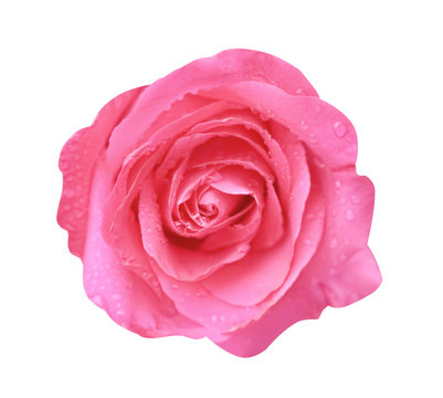 Colorful pink rose flowers blooming with water drops top view isolated on white background with clipping path