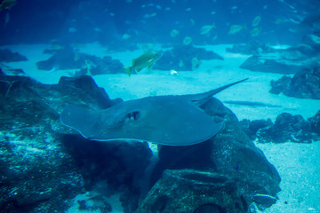 Close up of sting ray