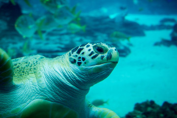 Close up of sea turtle