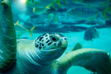 Fototapeta premium Close up of sea turtle