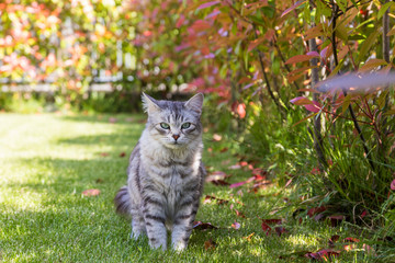 Naklejka na ściany i meble Long haired pet of siberian cat in a garden. Kitten of livestock