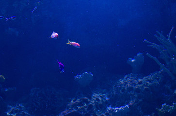 Fototapeta na wymiar Vibrant pink flasher wasse fish