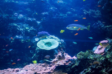 Fototapeta premium Group of colorful fish in aquarium