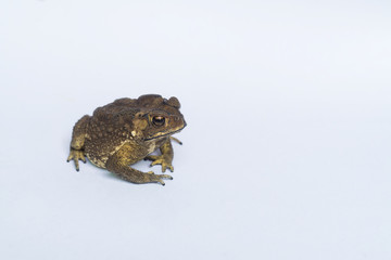 A toad is on white background