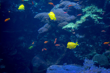 Variety of colorful fish swimming in aquarium