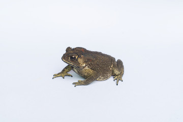 A toad is on white background