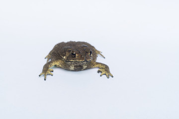 A toad is on white background