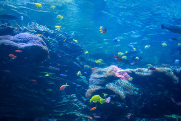 Fototapeta na wymiar Variety of colorful fish swimming in aquarium