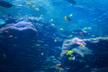 Naklejka na ściany i meble Variety of colorful fish swimming in aquarium