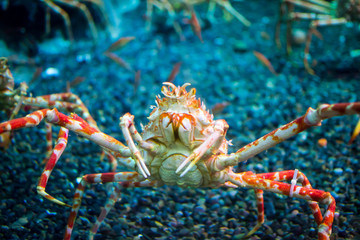 Close up of Japanese Spider Crab