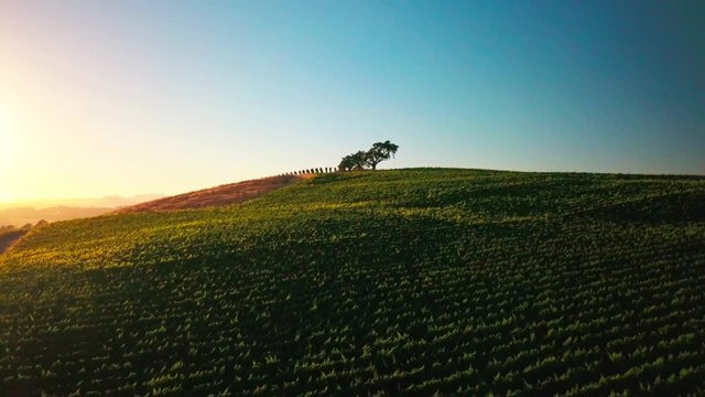 A beautiful drone shot at sunset of a lone tree sitting in the middle of a lush green vineyard in the wine country of Napa, California.