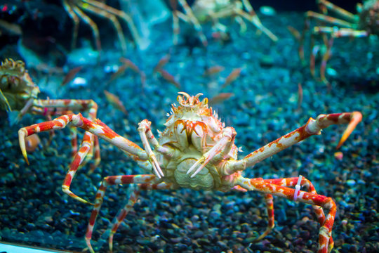 Close up of Japanese Spider Crab