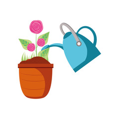 beautiful roses in pot plant with sprinkler pot