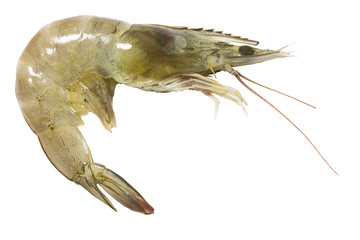 banana shrimp Medium-sized