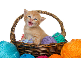 Fototapeta na wymiar Adorable orange ginger tabby kitten in a brown woven basket full of yarn overflowing yarn onto table, isolated on white background. Kitten looking directly at viewer mouth open meowing.