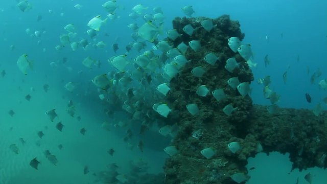 Schools of fish swimming around a underwater sewer pipeline