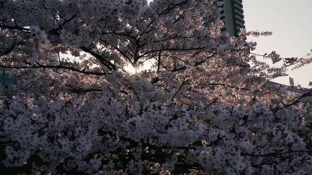 Cherry blossoms in full bloom. Spring time