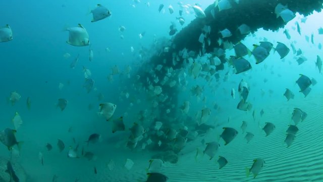 Schools of fish swimming around an underwater pipeline