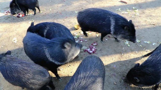 Collared peccary scratching each other at city zoo
