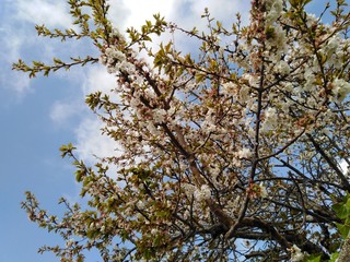 florecer