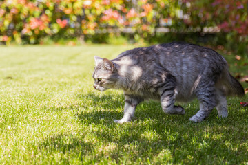 Naklejka na ściany i meble Long haired pet of siberian cat in a garden. Kitten of livestock