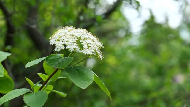 White flower cluster and leaves of Black Elder plant during spring season