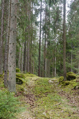 Narrow country road in a mossy coniferous forest