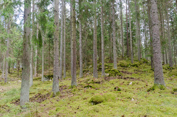 Fototapeta premium Green mossy ground in a coniferous spruce tree forest