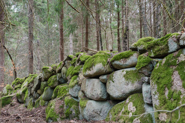 Old moss grown dry stone wall in a forest