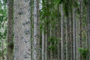Obraz premium Tree trunks in a spruce tree forest